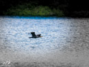 Cormorant – Kormoran